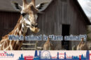 Which animal is farm animal testas